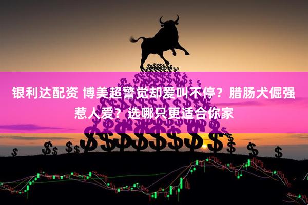 银利达配资 博美超警觉却爱叫不停？腊肠犬倔强惹人爱？选哪只更适合你家